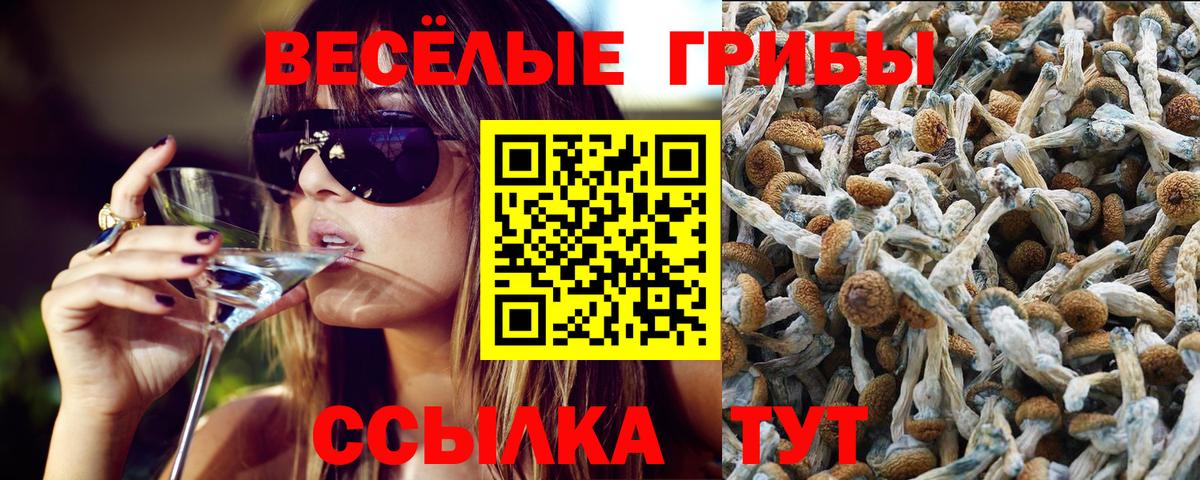 Галлюциногенные грибы MAGIC MUSHROOMS  где купить наркотик  Алексеевка  Псилоцибиновые грибы Psilocybine cubensis 
