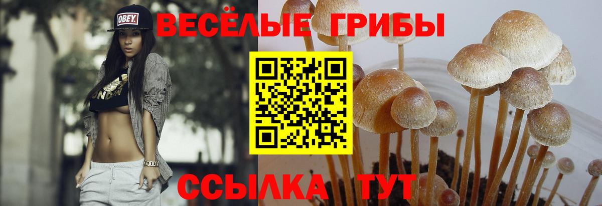 Алексеевка  цены   Вход с VPN  Псилоцибиновые грибы GOLDEN TEACHER  Псилоцибиновые грибы Psilocybe 